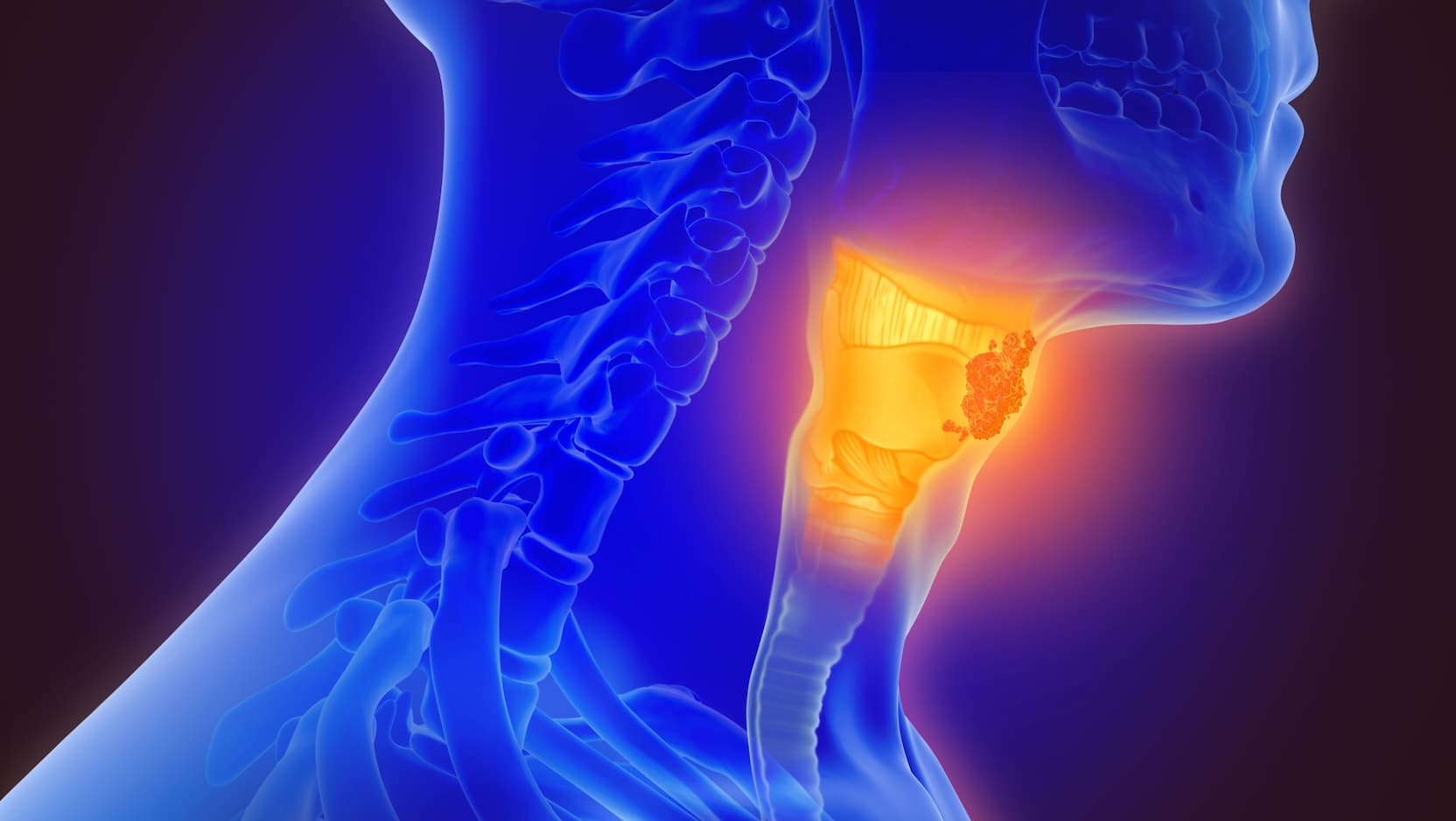 Illustration of neck