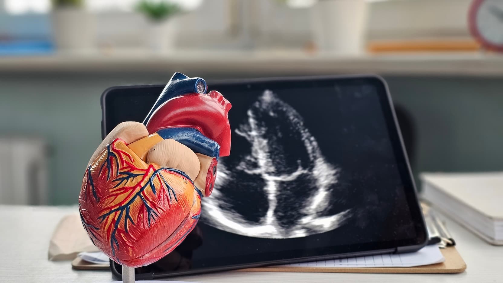 Physical model of human heart